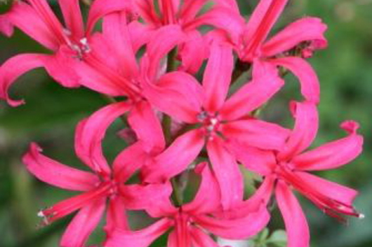 Nerine Lily-hot pink
