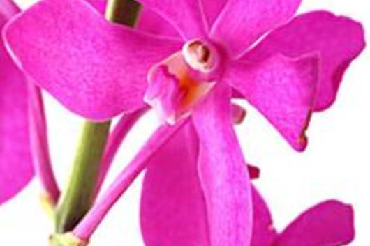 Orchid, Mokara-light pink