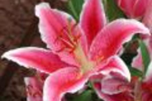 Oriental Lily, La Mancha