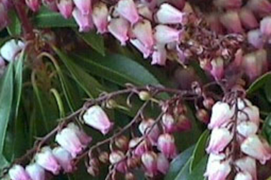 Pieris Japonica, flowering-pink
